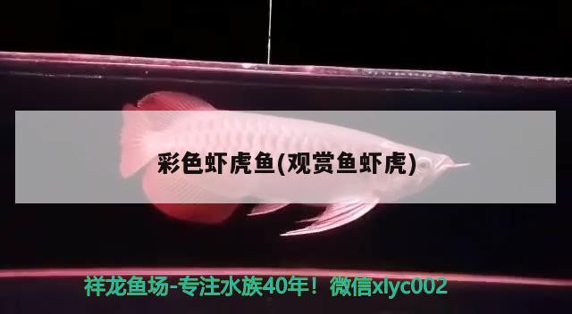 彩色蝦虎魚(觀賞魚蝦虎)