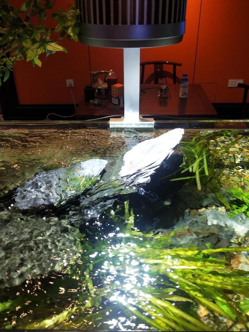 元江水族店，云南元江水族店哪家口碑最好元江水族店有哪些特色魚種