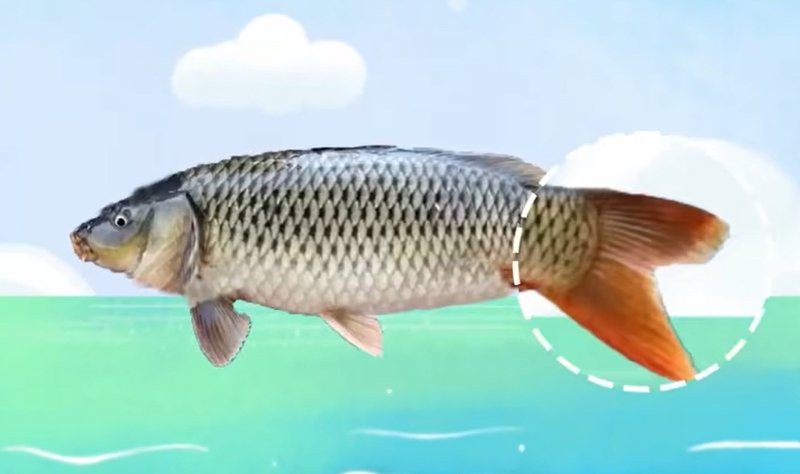 元江水族店，云南元江水族店哪家口碑最好元江水族店有哪些特色魚種