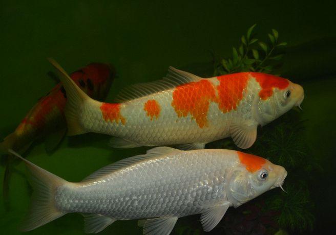 紅龍魚50cm價格圖片|價格表大全（最新