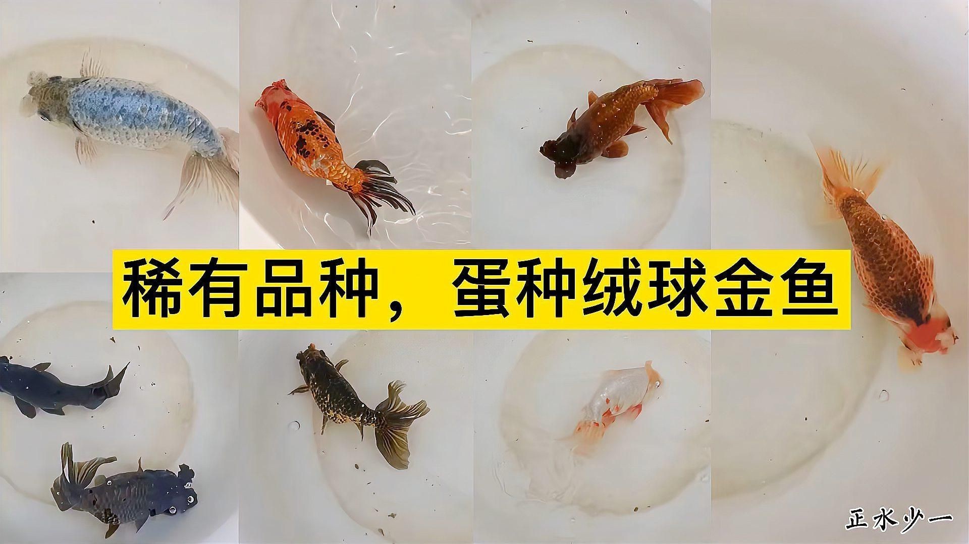 十大最稀有金魚，16種不同品種的金魚,有你認識的嗎