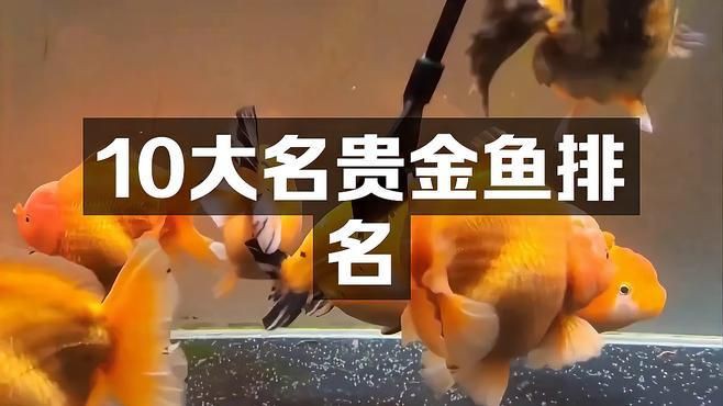 十大最稀有金魚，16種不同品種的金魚,有你認識的嗎