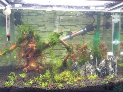 成品魚缸怎樣改造：成品魚缸改造之養魚技巧，魚缸改造全攻略，養魚技巧與