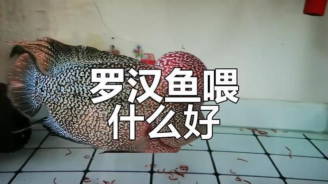 口碑最好的羅漢魚糧，羅漢魚公認最好的飼料不知真假