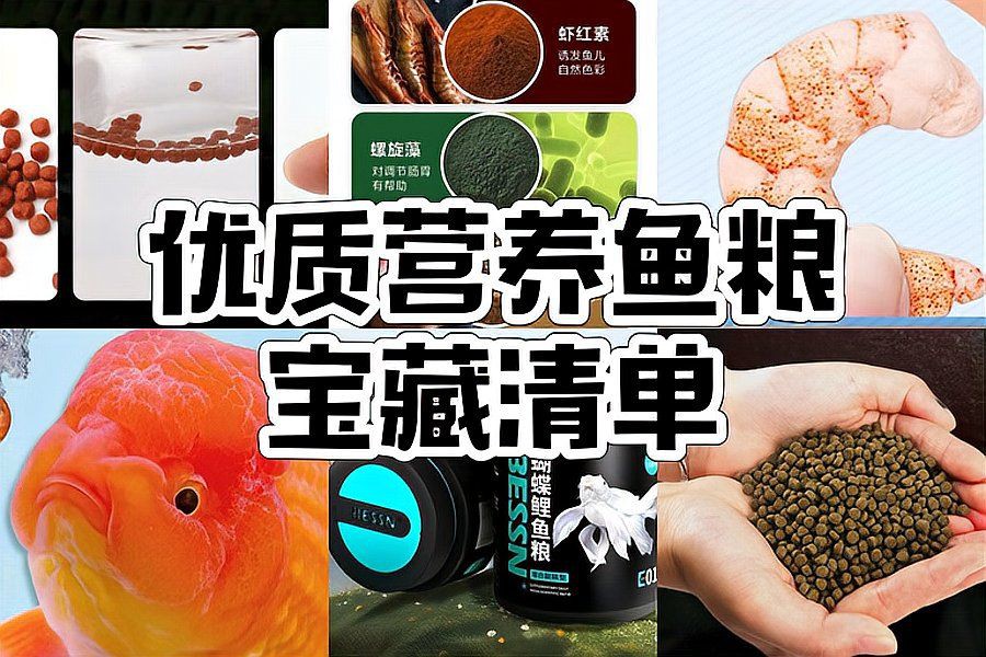 口碑最好的羅漢魚糧，羅漢魚公認最好的飼料不知真假