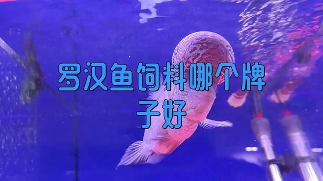 口碑最好的羅漢魚糧，羅漢魚公認最好的飼料不知真假
