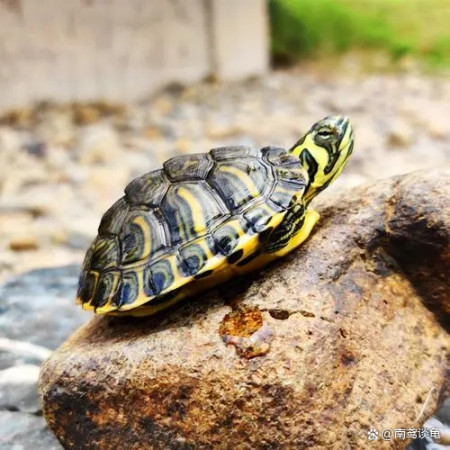 半圓的魚缸：關(guān)于半圓魚缸的相關(guān)信息，圓魚缸，獨(dú)特造型下，飼養(yǎng)環(huán)境、觀賞效果及養(yǎng)護(hù)