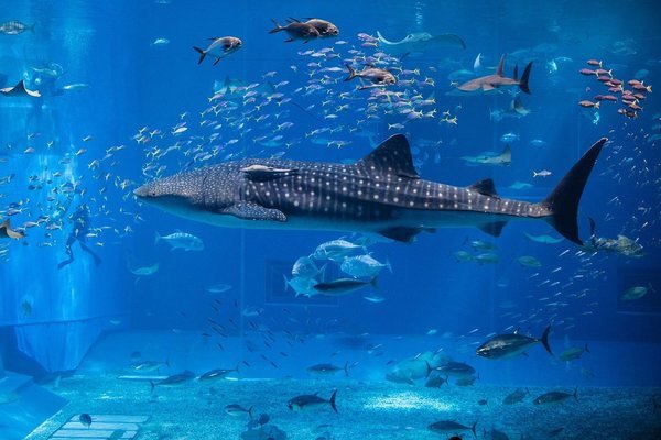 滄州市運河區潮潮水族館（滄州市運河區潮潮水族館電話）市運河區潮潮水族館，探秘海洋奇觀，暢享水族盛宴
