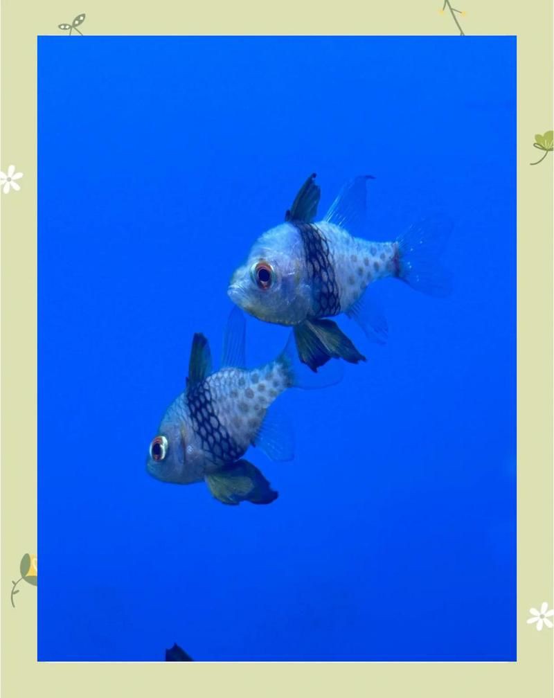 玫瑰魚是海魚嗎，「新春走基層」海中“紅玫瑰”如何“游進”千家萬戶央廣網