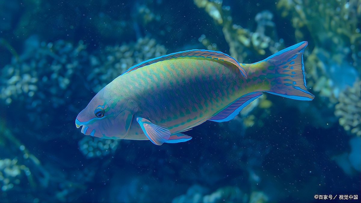 什么品種的魚最好養【新手養魚指南五大易養觀賞魚品種詳解】