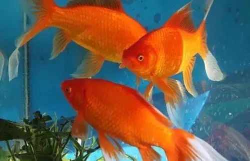 什么品種的魚最好養【新手養魚指南五大易養觀賞魚品種詳解】