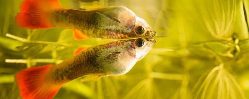 孔雀魚一次生1條正常嗎，孔雀魚一次僅生1條小魚是什么原因？