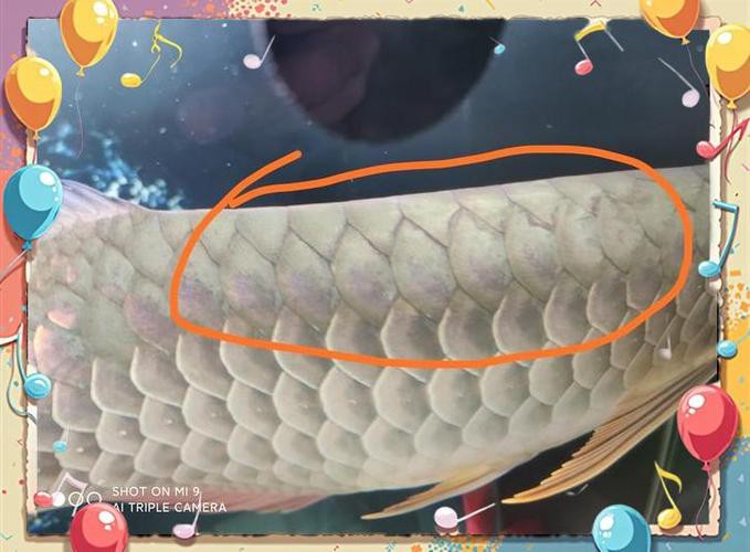 金龍魚過背和高背區(qū)別圖片