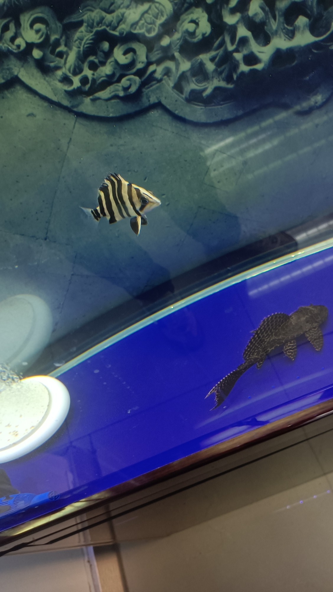 小虎魚 買回家一個(gè)月了 沒(méi)黑過(guò)