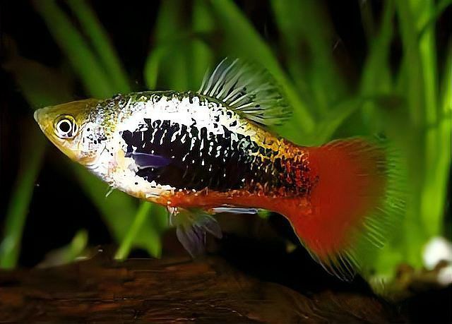 玫瑰丹魚繁殖，玫瑰丹魚的繁殖方式具有獨(dú)特性