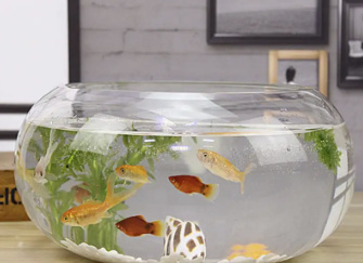 紅龍魚的作用是什么呢圖片（紅龍魚的作用是什么呢圖片大全）