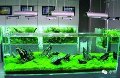 紅龍魚和虎魚混養視頻教程（虎魚和金龍魚混養）