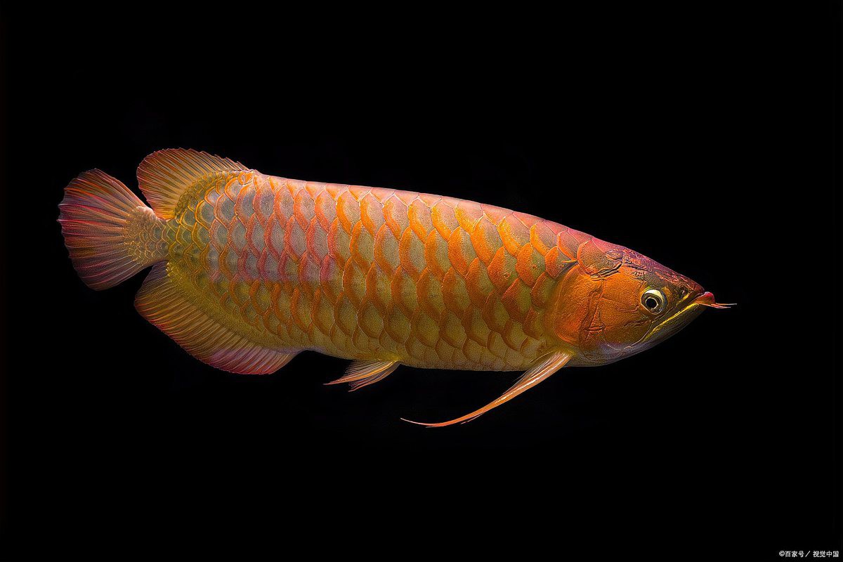 養(yǎng)三條龍魚不是一般人，\