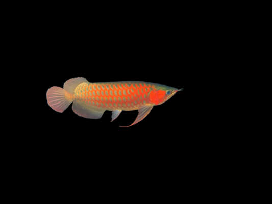 泰國虎魚百度百科（泰國虎魚飼養方法）