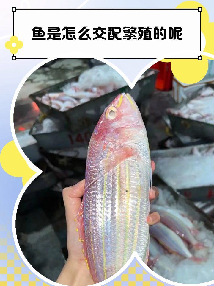 有哪些常見的魚類交配行為？，魚的繁殖：交配與否的多樣方式我行我素