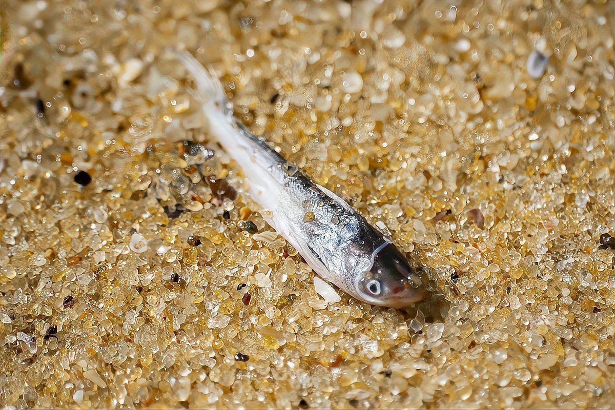 有哪些常見的魚類交配行為？，魚的繁殖：交配與否的多樣方式我行我素