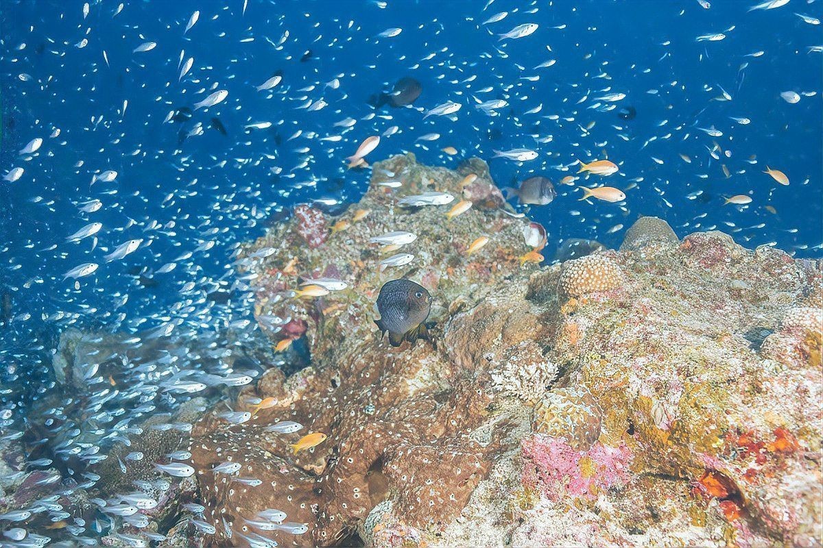 有哪些常見的魚類交配行為？，魚的繁殖：交配與否的多樣方式我行我素