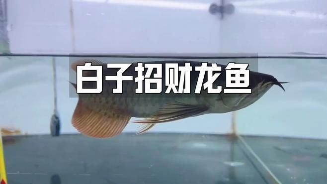 紅眼白子招財龍，《紅眼白子招財龍》