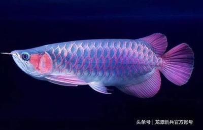 如何挑選紅龍魚幼魚品種圖解說明，如何挑選健康的紅龍魚幼魚