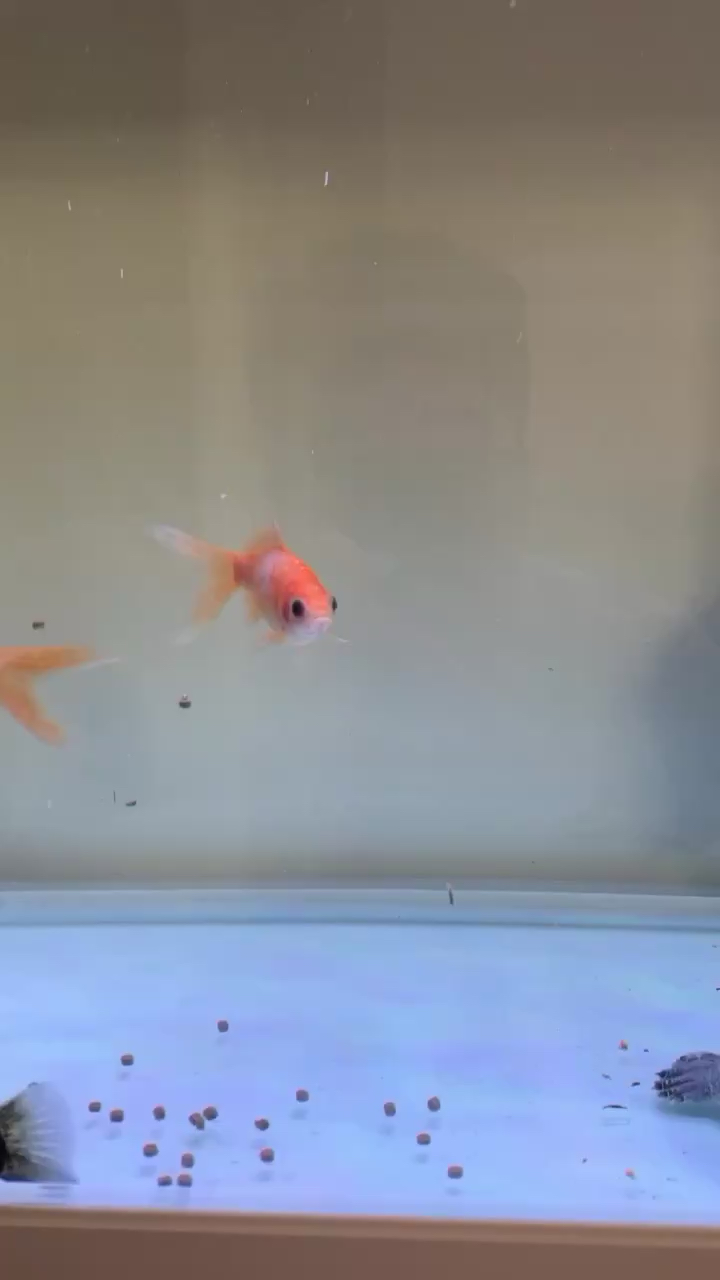 虎魚吃飼料身體發白