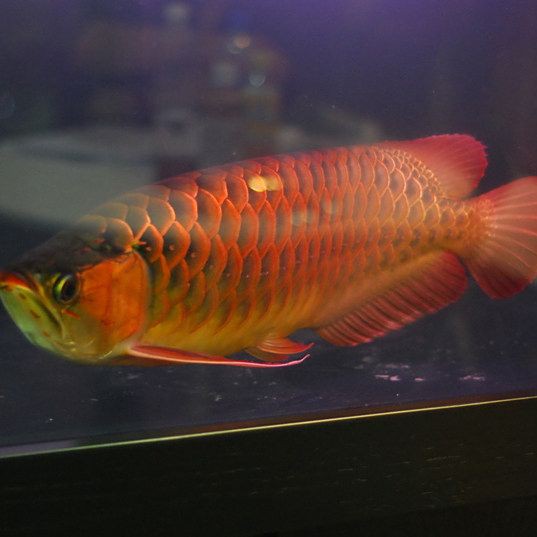 紅龍魚什么牌子，廣州龍魚祥龍魚場，紅龍魚各品種的區(qū)分