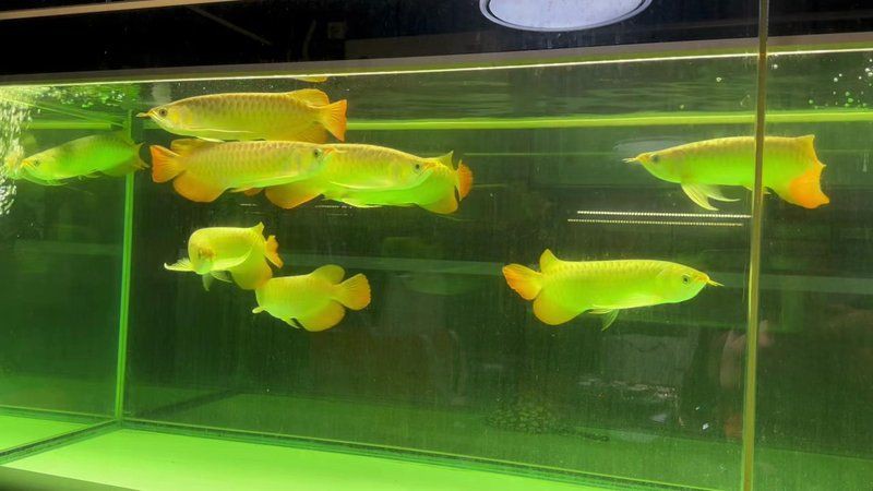 紅龍魚什么牌子，廣州龍魚祥龍魚場，紅龍魚各品種的區(qū)分