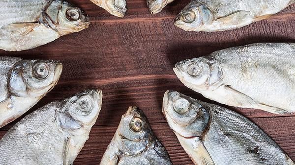 魚尾發紅充血要警惕了，金魚錦鯉魚尾巴充血怎么辦那不是一種病我是這樣處理