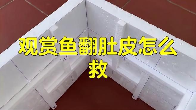 魚缺氧翻身了怎么搶救，《魚缺氧翻身了怎么搶救》