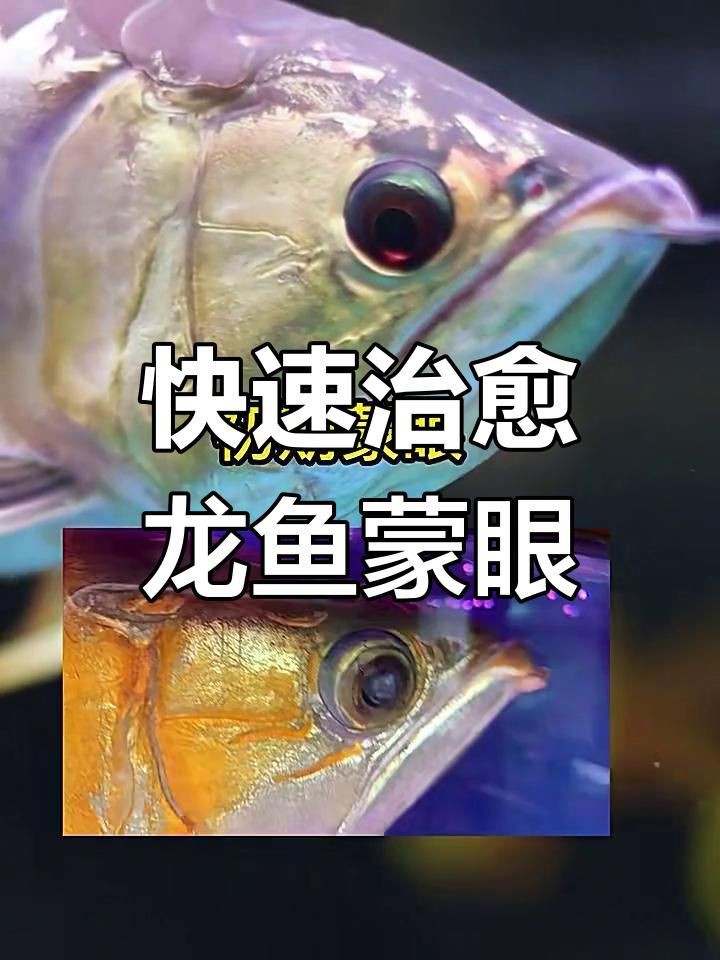 紅龍蒙眼如何快速治療？，龍魚蒙眼治療全攻略,水質管理是關鍵