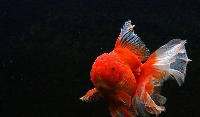 銀龍魚缸里可以放沉木嗎(銀龍魚缸里可以放沉木嗎)
