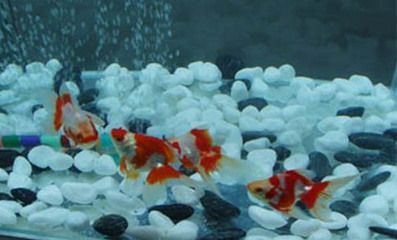 銀龍魚圖片大全素描(銀龍魚的照片)