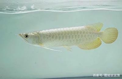龍魚的眼睛是紅顏色的嗎