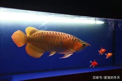 龍魚的眼睛是紅顏色的嗎