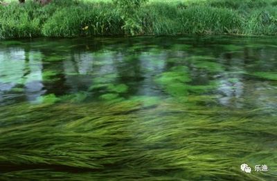 印尼小紅龍魚價格走勢如何分析（印尼紅龍魚40公分低價轉讓 3980元）
