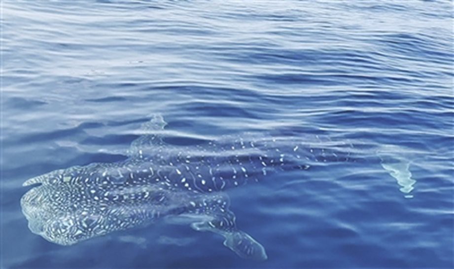 世界上什么魚(yú)最大【海洋巨無(wú)霸：世界上最大的魚(yú)類(lèi)揭開(kāi)它們的神秘面紗】