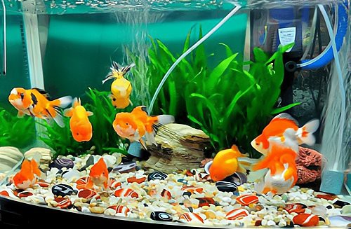 養金龍魚對主人的好處，《養金龍魚對主人的共享龍魚項目正悄然興起為主人帶來諸多益處