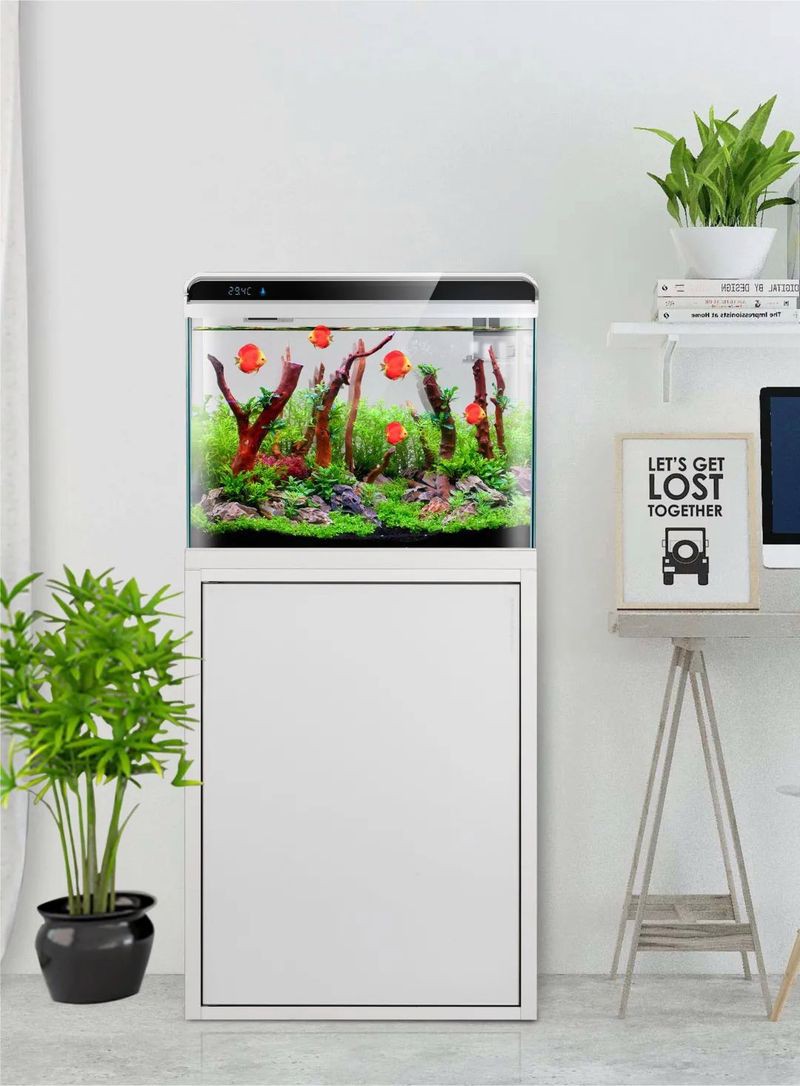 養金龍魚對主人的好處，《養金龍魚對主人的共享龍魚項目正悄然興起為主人帶來諸多益處