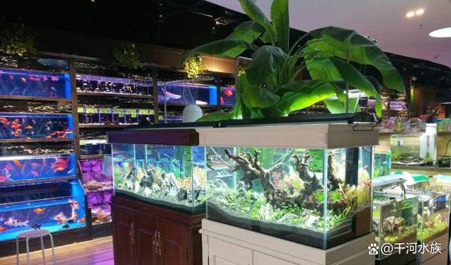 小河水族店，小河水族店的經營范圍有哪些