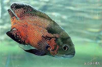 和尚魚公母最簡單分辨方法【南美洲慈鯛科特殊品種和尚魚性別鑒定實現(xiàn)最簡區(qū)分】