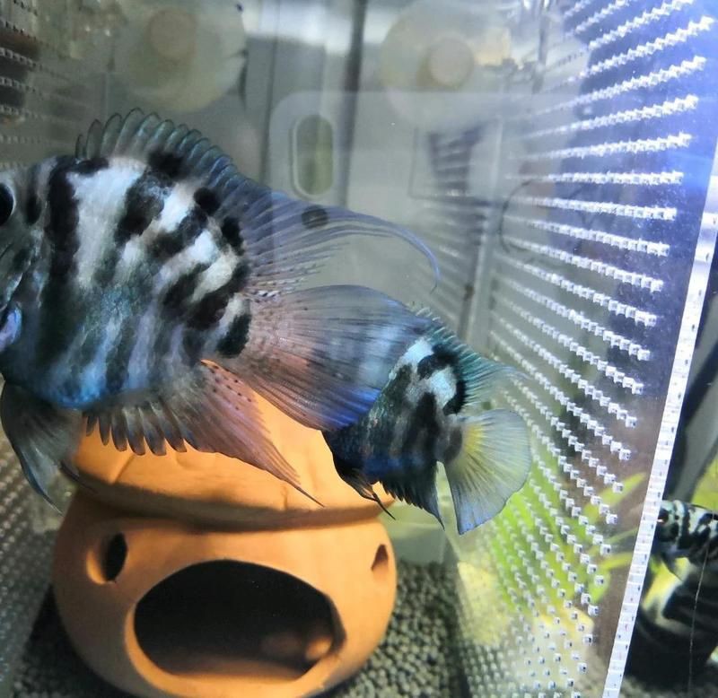 和尚魚公母最簡單分辨方法【南美洲慈鯛科特殊品種和尚魚性別鑒定實現(xiàn)最簡區(qū)分】