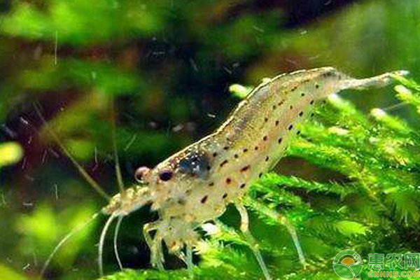 印尼紅龍魚場有哪些魚種類，印尼紅龍魚苗價格