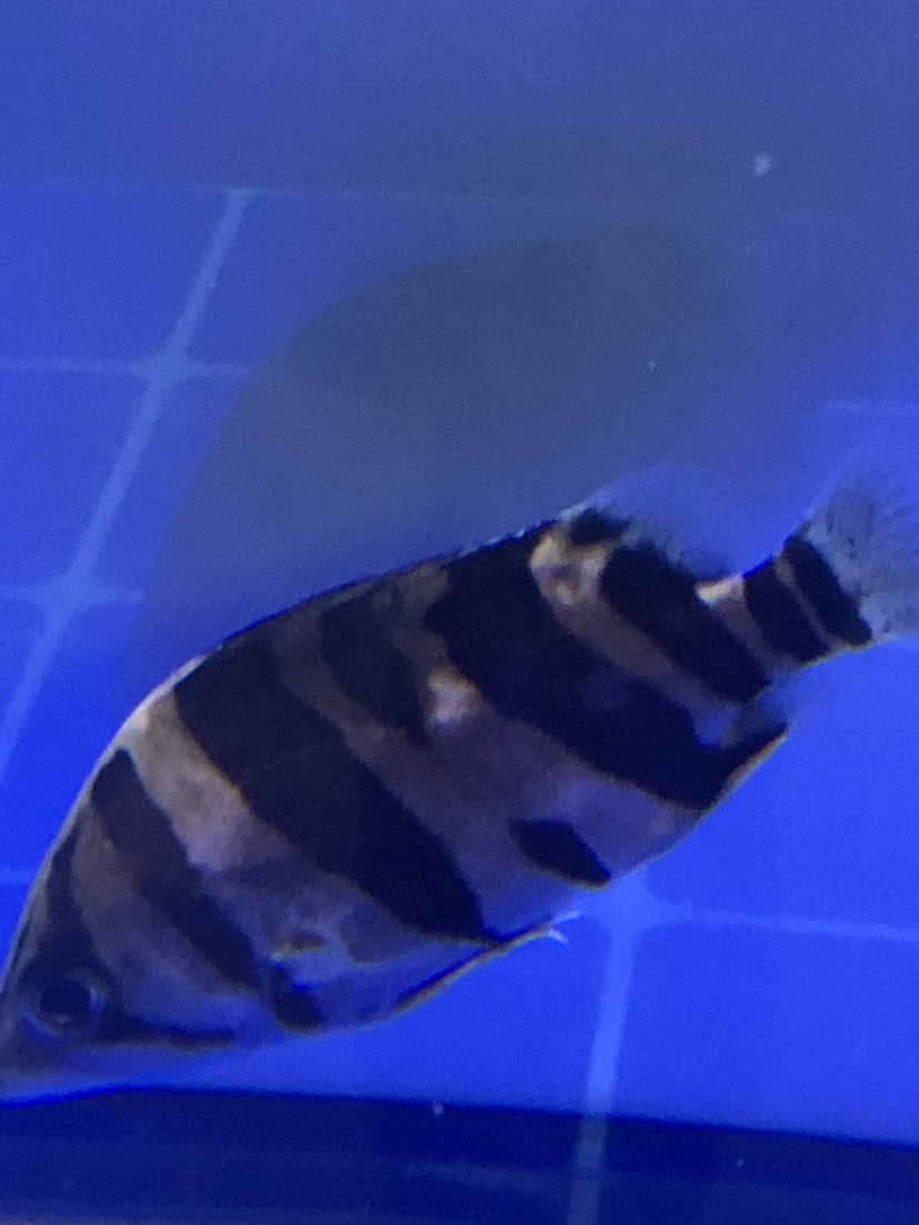 虎魚練手練廢了咋辦