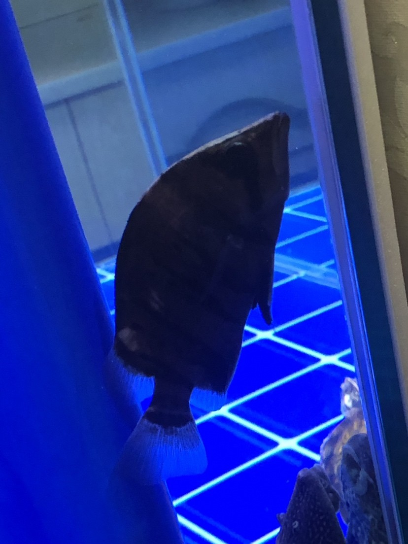 虎魚練手練廢了咋辦