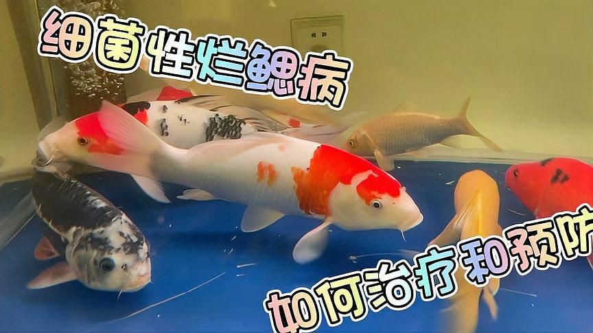 魚爛鰓病如何預(yù)防，如何防治金魚爛鰓病