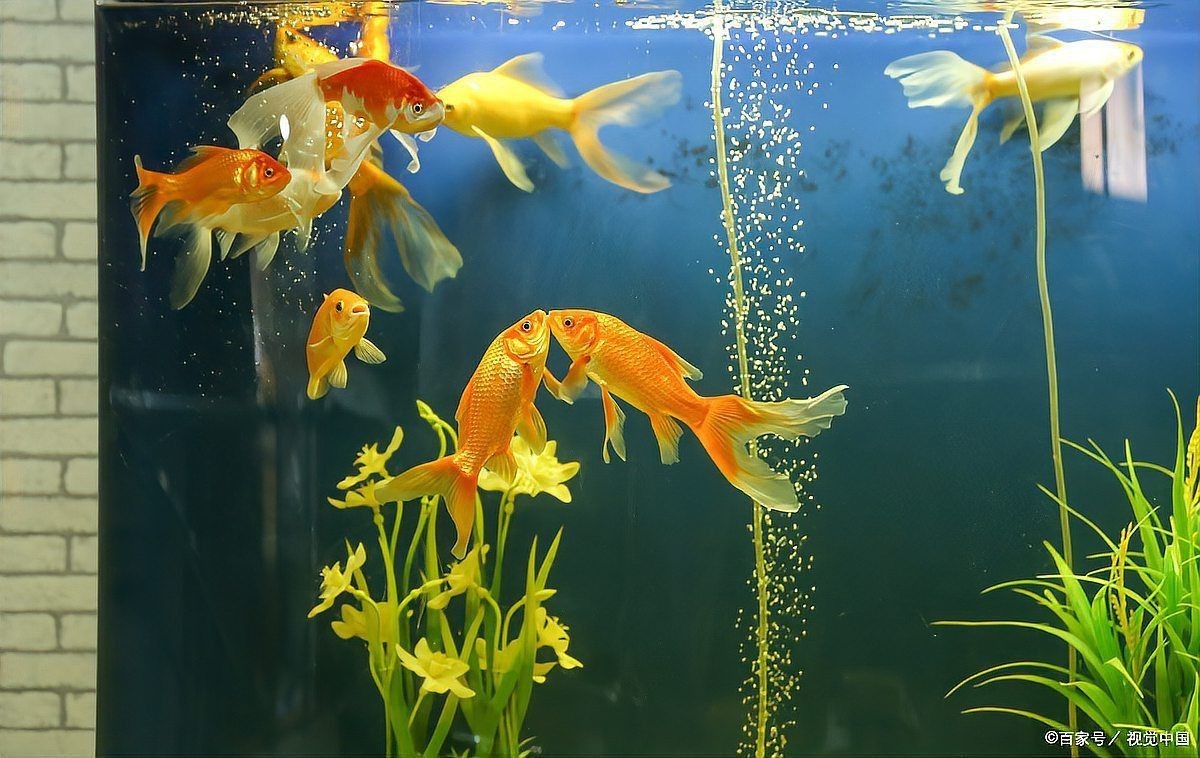 魚眼睛往外凸而且發白，區分魚眼不同病因導致的發白現象，水質問題